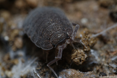 Porcellionidae
