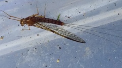 Ephemeroptera