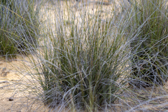 Ecdeiocolea monostachya