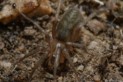 Pterotricha simoni