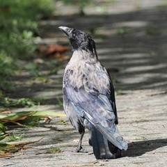 Corvus cornix × corone