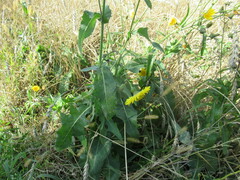 Sonchus arvensis arvensis