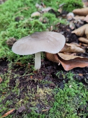 Pluteus salicinus