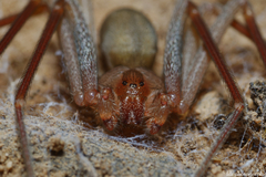 Loxosceles rufescens