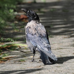 Corvus cornix × corone