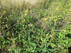 Sonchus arvensis arvensis