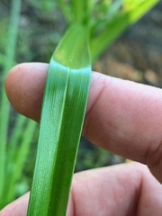 Rhynchospora corymbosa