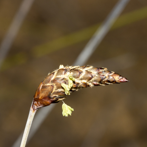 Ecdeiocolea monostachya (Ecdeiocolea monostachya)