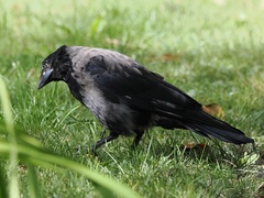 Corvus cornix × corone