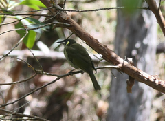 Meliphaga lewinii mab
