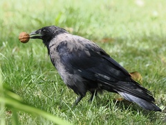 Corvus cornix × corone