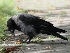 Corvus cornix × corone