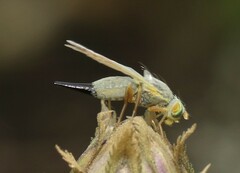 Acanthiophilus helianthi