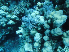 Melithaea rubrinodis