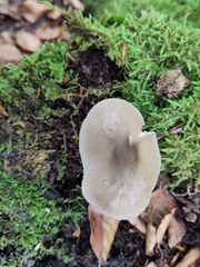 Pluteus salicinus