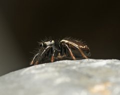 Zenodorus orbiculatus