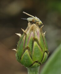 Acanthiophilus helianthi