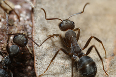 Iberoformica subrufa