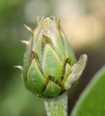 Acanthiophilus helianthi