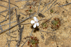 Drosera spilos