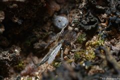 Culiseta longiareolata