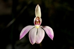 Caladenia