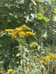 Solidago gigantea