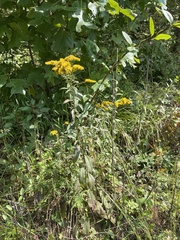 Solidago gigantea