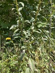 Solidago gigantea
