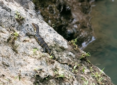 Varanus salvator bivittatus