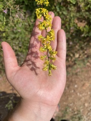 Solidago nemoralis