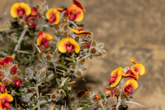 Mirbelia trichocalyx