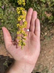Solidago nemoralis