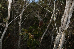 Banksia robur