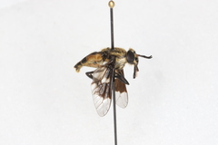 Chrysops excitans