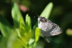 Hypolycaena philippus