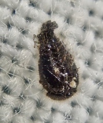 Stethorus pusillus