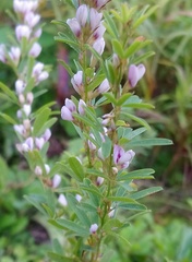 Lespedeza juncea