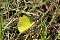 Eurema hecabe solifera