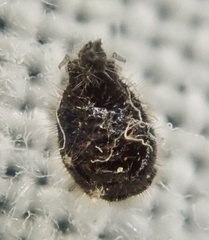 Stethorus pusillus