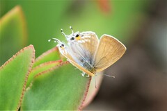 Hypolycaena philippus