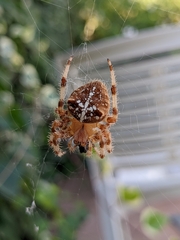 Araneus pallidus