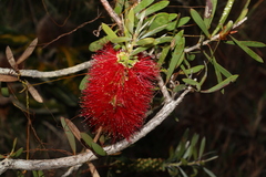 Melaleuca pachyphylla