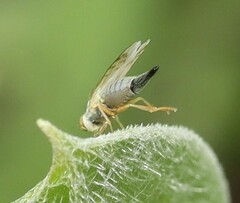 Acanthiophilus helianthi