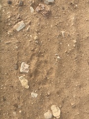 Urocyon cinereoargenteus