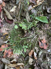 Lycopodiaceae