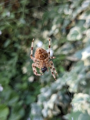 Araneus pallidus