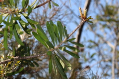Melaleuca pachyphylla
