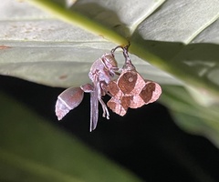 Ropalidia guttatipennis