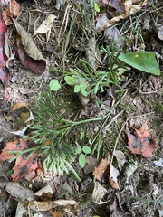Lycopodiaceae